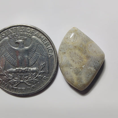 Fossils Coral gemstone cabochon - natural crystal healing stone for jewelry making by SemiPreciousCabs