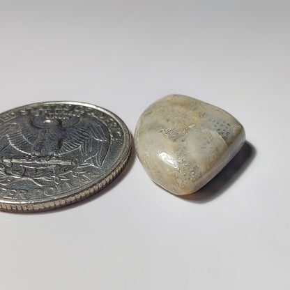 Fossils Coral gemstone cabochon - natural crystal healing stone for jewelry making by SemiPreciousCabs