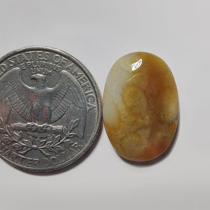 Fossils Coral gemstone cabochon - natural crystal healing stone for jewelry making by SemiPreciousCabs