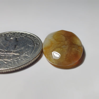 Fossils Coral gemstone cabochon - natural crystal healing stone for jewelry making by SemiPreciousCabs