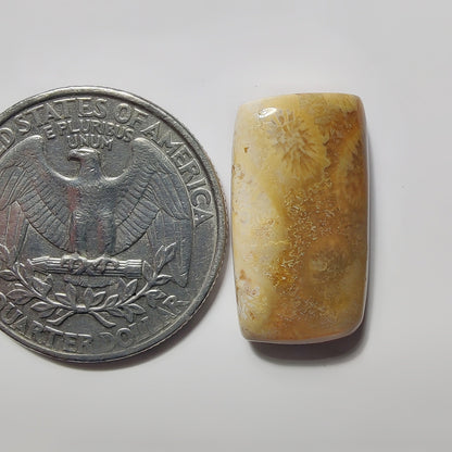 Fossils Coral gemstone cabochon - natural crystal healing stone for jewelry making by SemiPreciousCabs