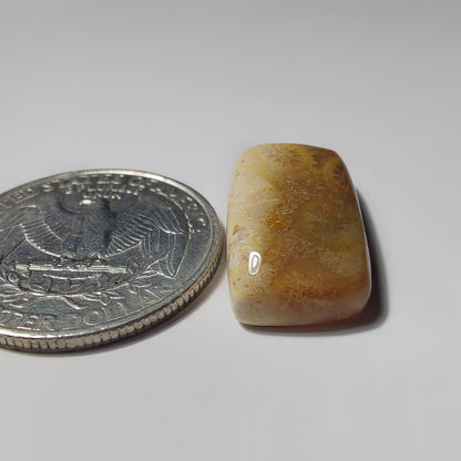 Fossils Coral gemstone cabochon - natural crystal healing stone for jewelry making by SemiPreciousCabs