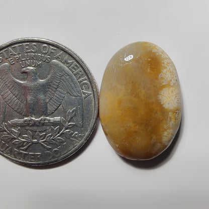 Fossils Coral gemstone cabochon - natural crystal healing stone for jewelry making by SemiPreciousCabs