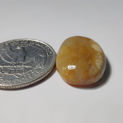 Fossils Coral gemstone cabochon - natural crystal healing stone for jewelry making by SemiPreciousCabs