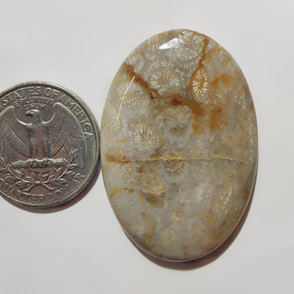 Fossil Coral gemstone cabochon - natural crystal healing stone for jewelry making by SemiPreciousCabs