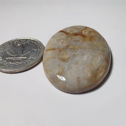 Fossil Coral gemstone cabochon - natural crystal healing stone for jewelry making by SemiPreciousCabs