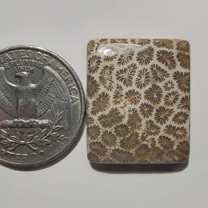 Fossil Coral gemstone cabochon - natural crystal healing stone for jewelry making by SemiPreciousCabs