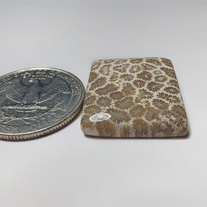 Fossil Coral gemstone cabochon - natural crystal healing stone for jewelry making by SemiPreciousCabs