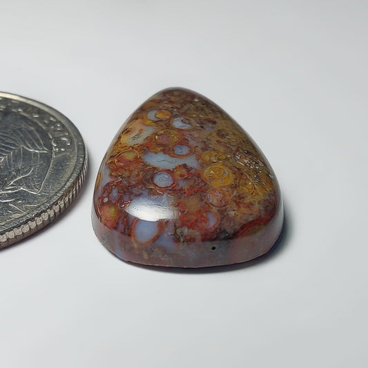 Palm Root Agate