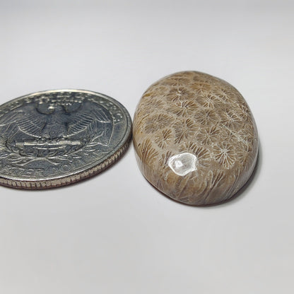Fossil Coral gemstone cabochon - natural crystal healing stone for jewelry making by SemiPreciousCabs
