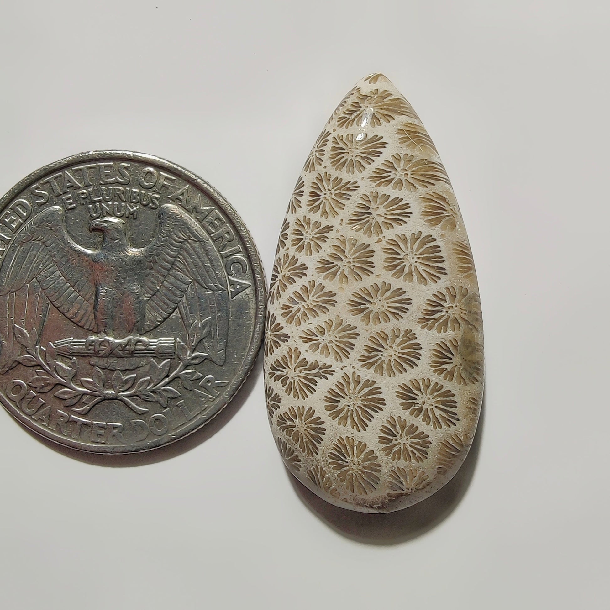 Fossil Coral gemstone cabochon - natural crystal healing stone for jewelry making by SemiPreciousCabs