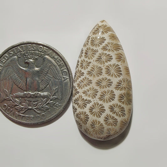 Fossil Coral gemstone cabochon - natural crystal healing stone for jewelry making by SemiPreciousCabs