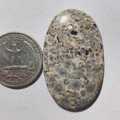 Leopard Skin Jasper gemstone cabochon - natural crystal healing stone for jewelry making by Gemivra