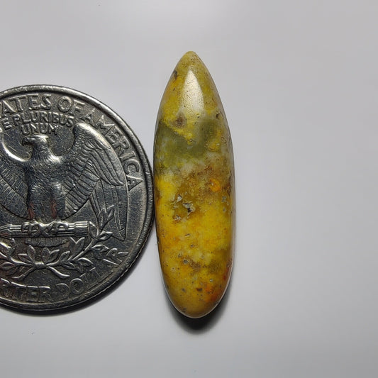 Bumblebee Jasper