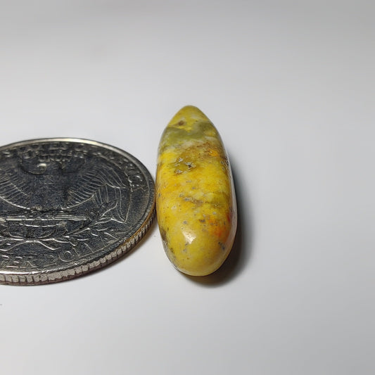 Bumblebee Jasper