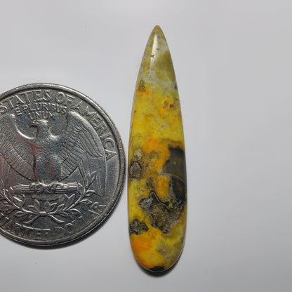 Bumblebee Jasper