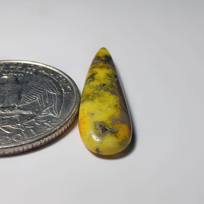 Bumblebee Jasper