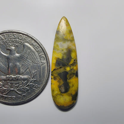 Bumblebee Jasper