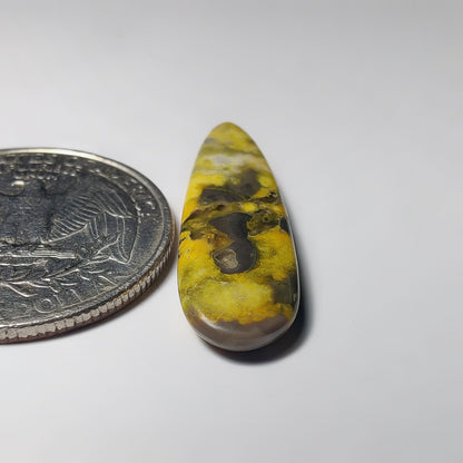 Bumblebee Jasper