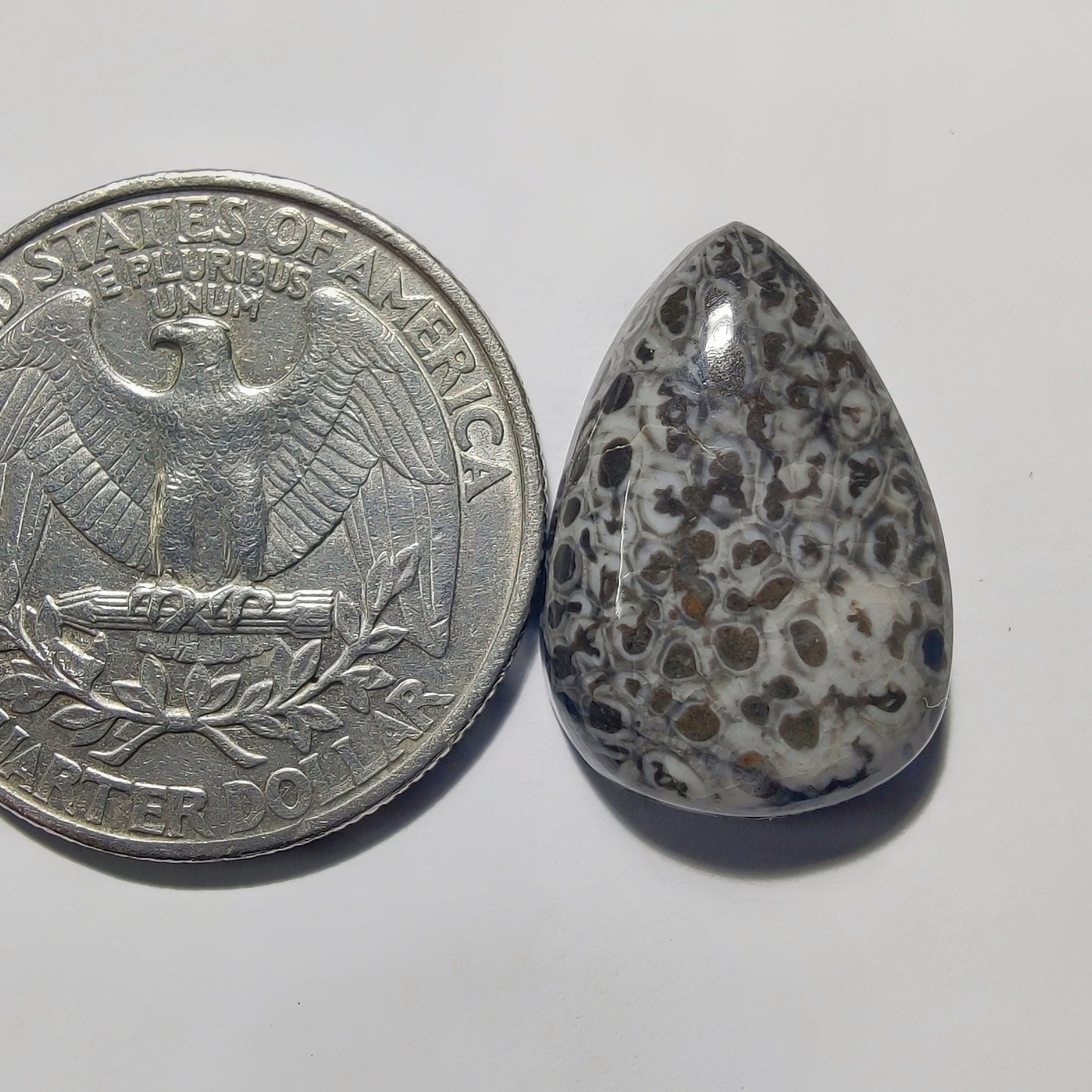 Black Fossil Coral gemstone cabochon - natural crystal healing stone for jewelry making by Gemivra