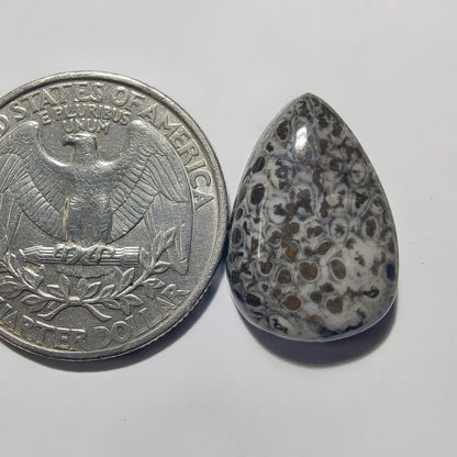 Black Fossil Coral gemstone cabochon - natural crystal healing stone for jewelry making by Gemivra