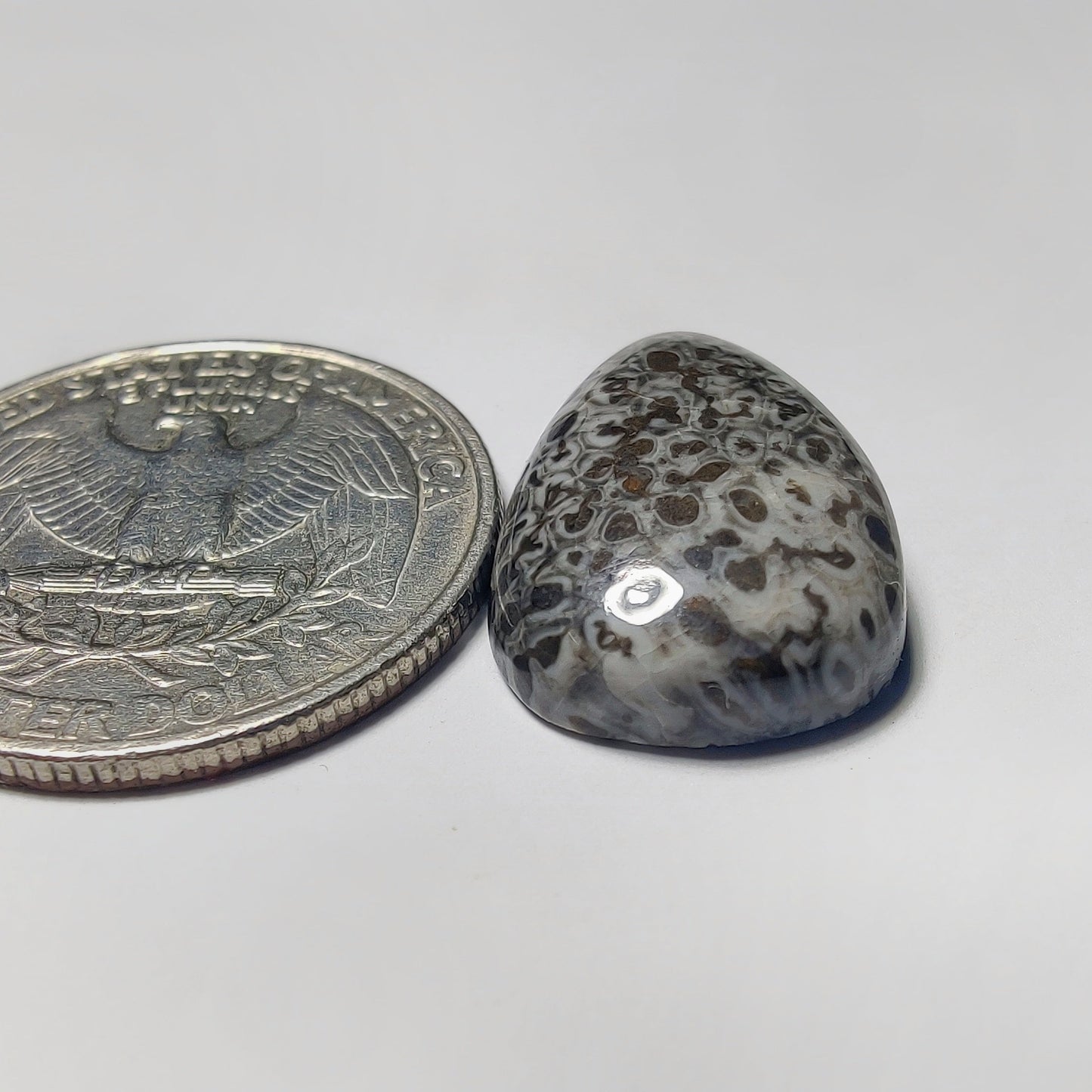 Black Fossil Coral gemstone cabochon - natural crystal healing stone for jewelry making by Gemivra