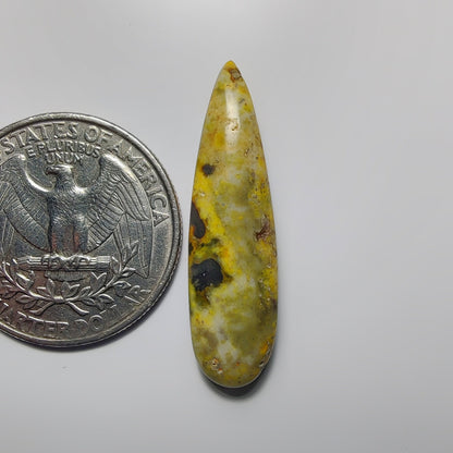 Bumblebee Jasper