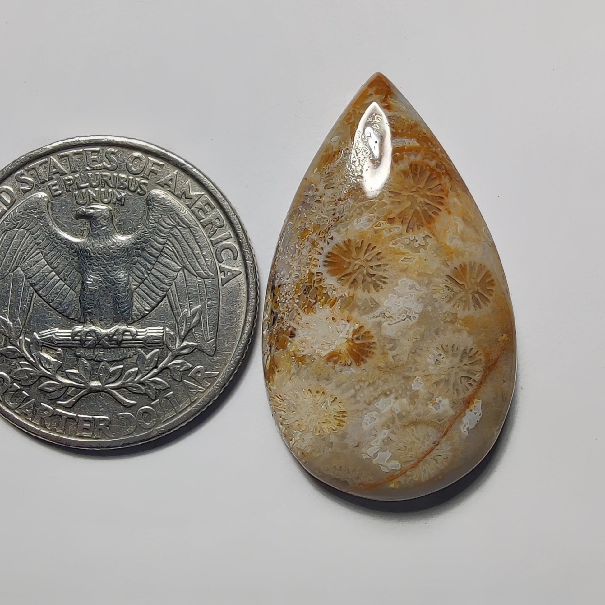 Fossil Coral gemstone cabochon - natural crystal healing stone for jewelry making by Gemivra