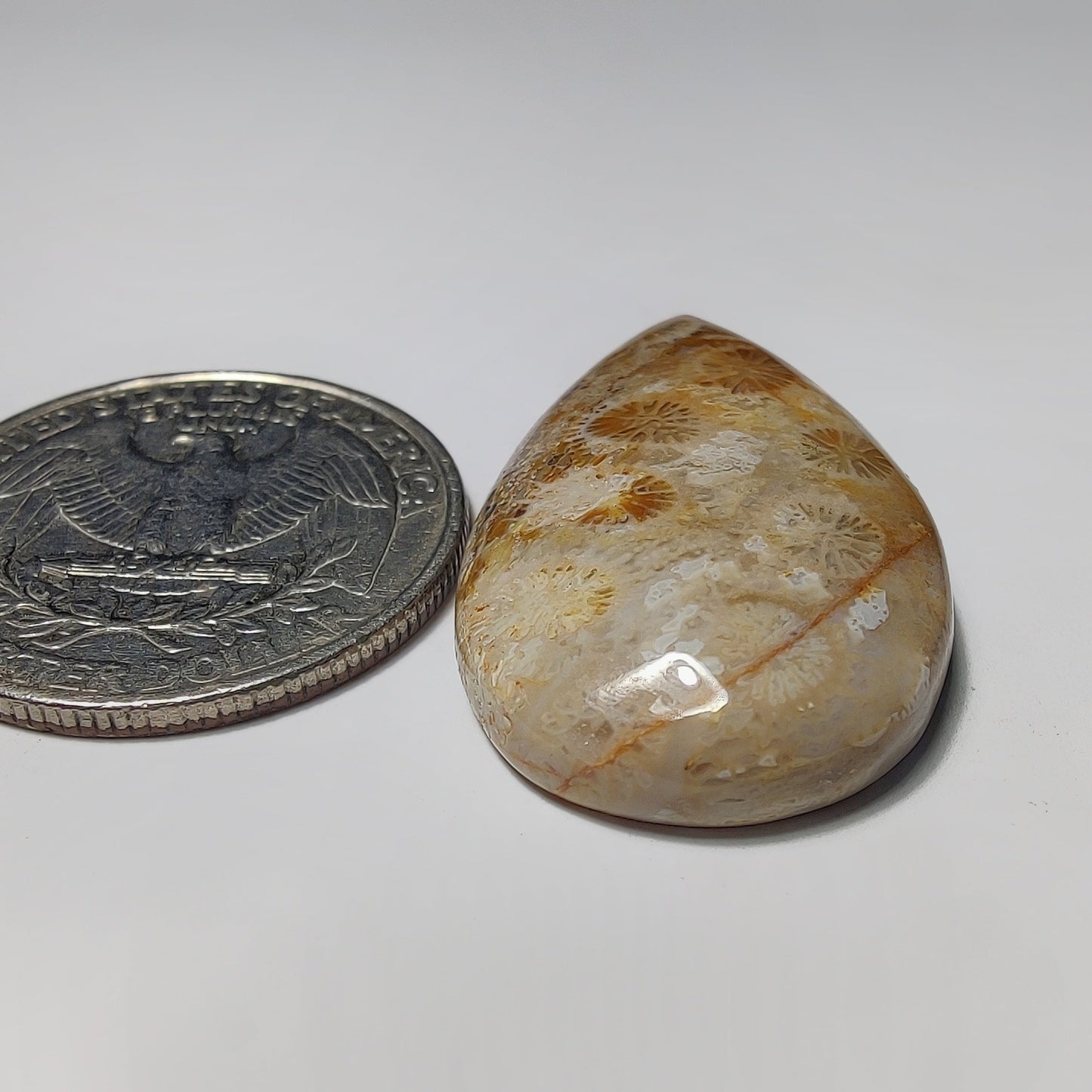 Fossil Coral gemstone cabochon - natural crystal healing stone for jewelry making by Gemivra