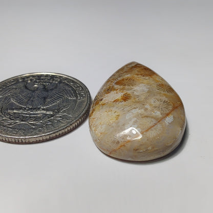 Fossil Coral gemstone cabochon - natural crystal healing stone for jewelry making by Gemivra