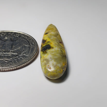 Bumblebee Jasper