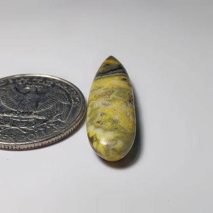 Bumblebee Jasper