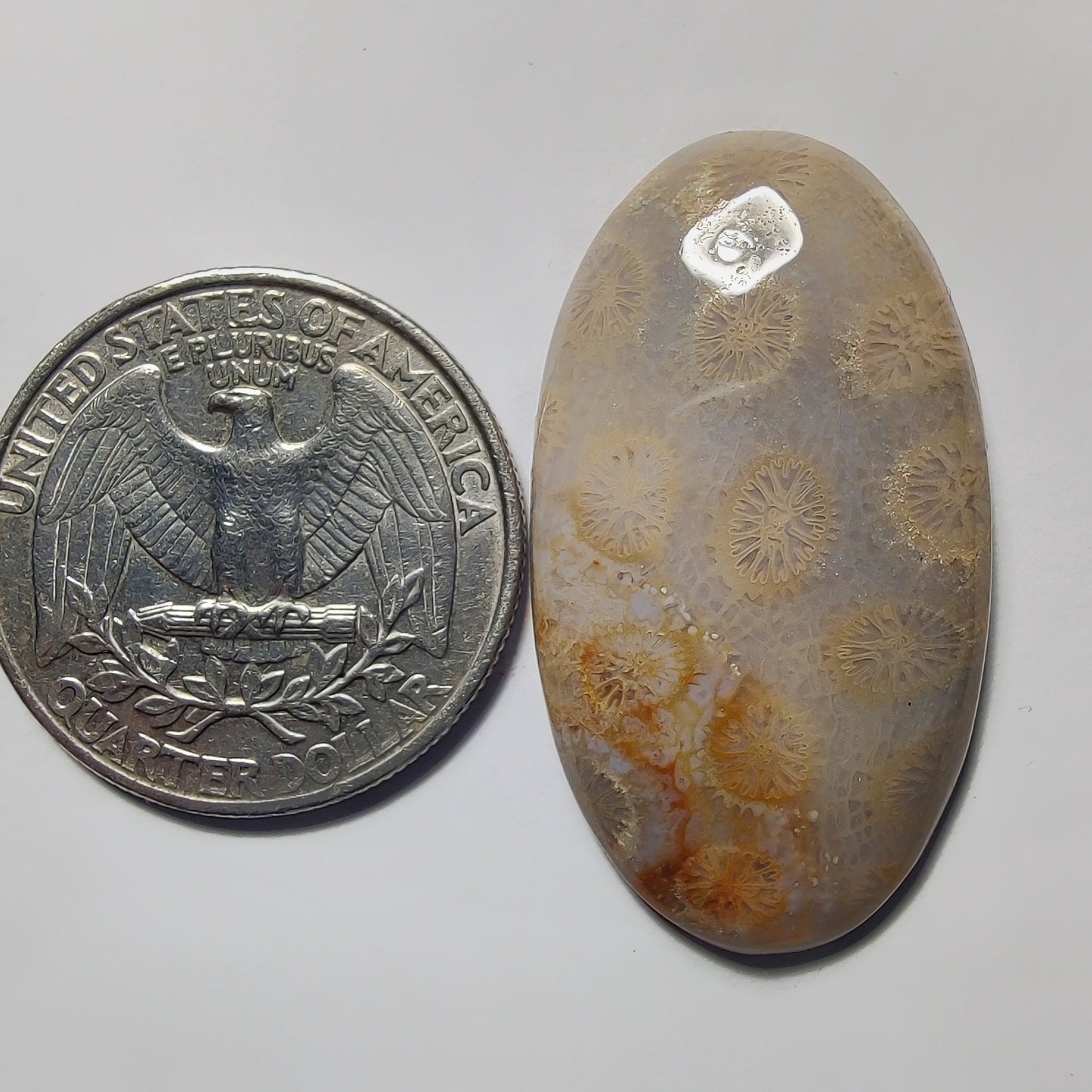 Fossil Coral gemstone cabochon - natural crystal healing stone for jewelry making by Gemivra