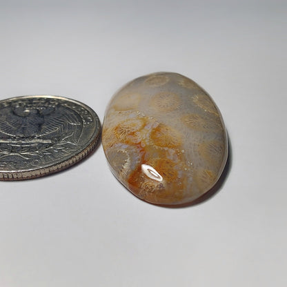 Fossil Coral gemstone cabochon - natural crystal healing stone for jewelry making by Gemivra