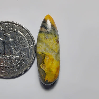 Bumblebee Jasper