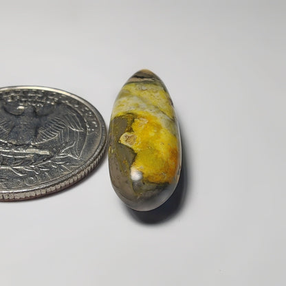 Bumblebee Jasper