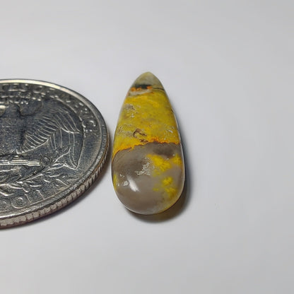 Bumblebee Jasper