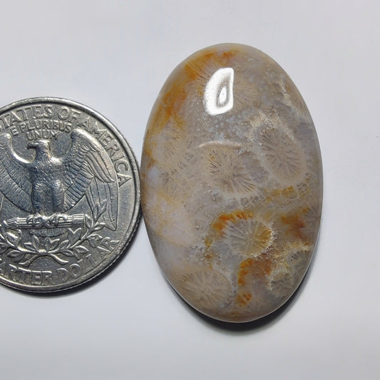 Fossil Coral gemstone cabochon - natural crystal healing stone for jewelry making by Gemivra