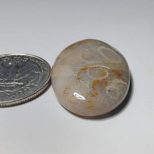 Fossil Coral gemstone cabochon - natural crystal healing stone for jewelry making by Gemivra