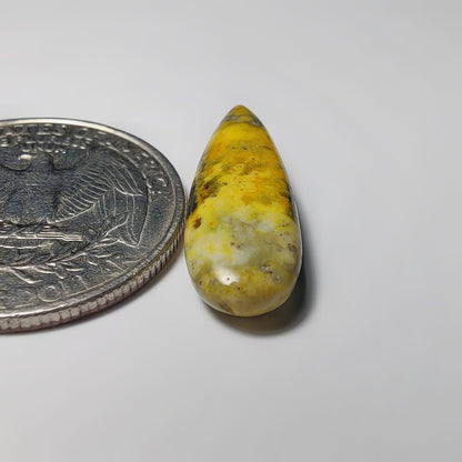 Bumblebee Jasper
