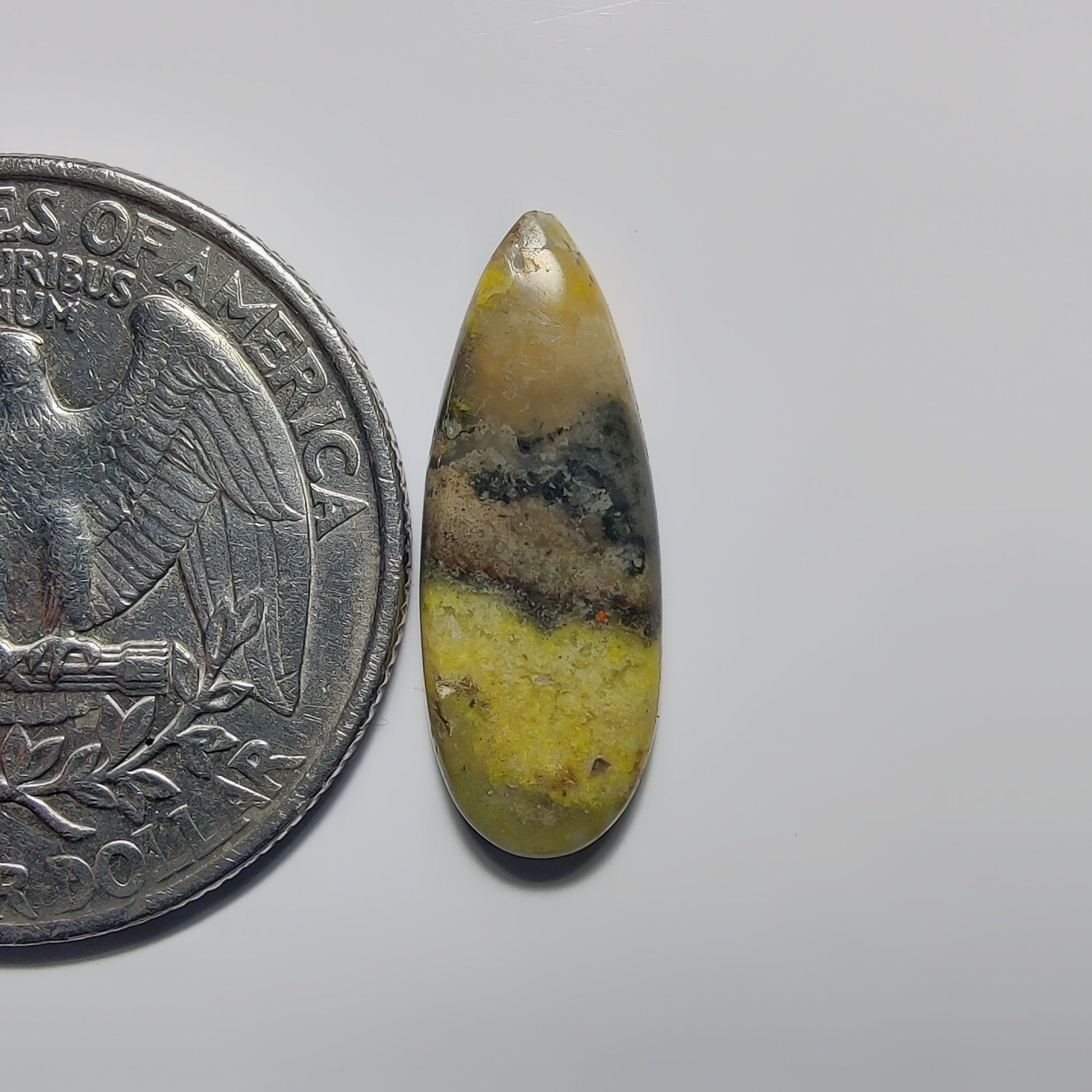 Bumblebee Jasper