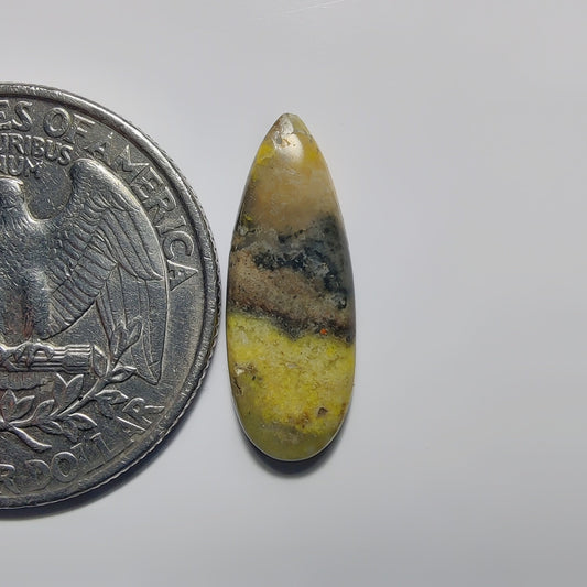 Bumblebee Jasper