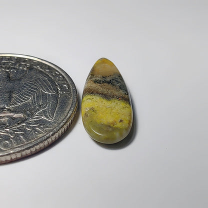 Bumblebee Jasper