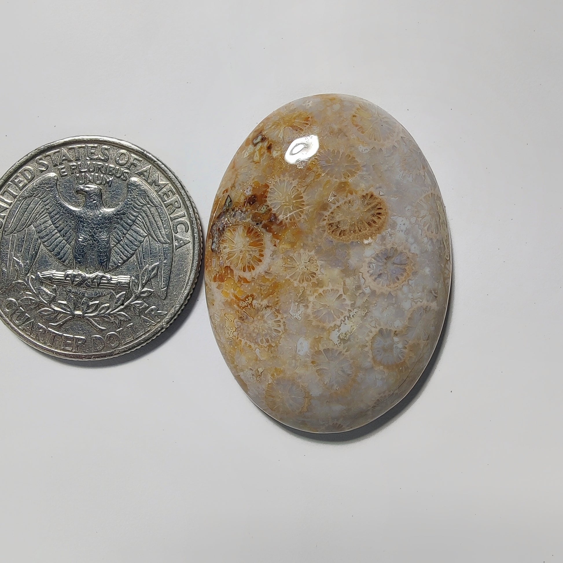 Fossil Coral gemstone cabochon - natural crystal healing stone for jewelry making by Gemivra