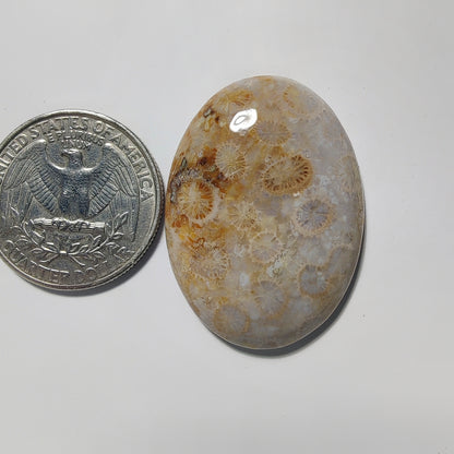 Fossil Coral gemstone cabochon - natural crystal healing stone for jewelry making by Gemivra