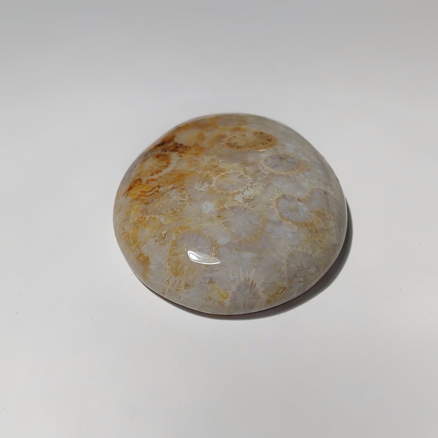 Fossil Coral