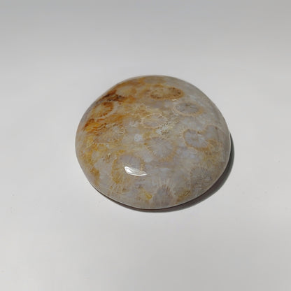 Fossil Coral