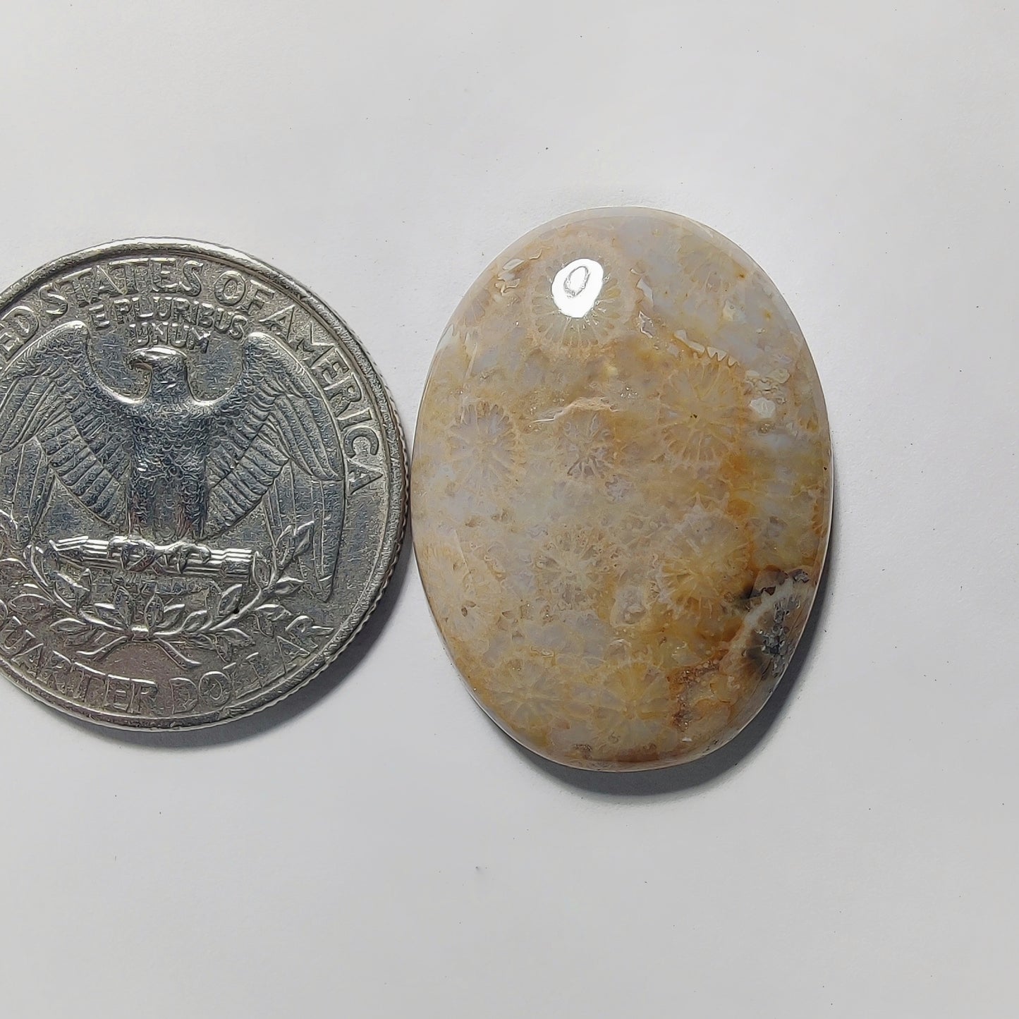 Fossil Coral gemstone cabochon - natural crystal healing stone for jewelry making by Gemivra