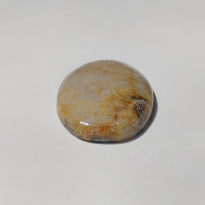 Fossil Coral