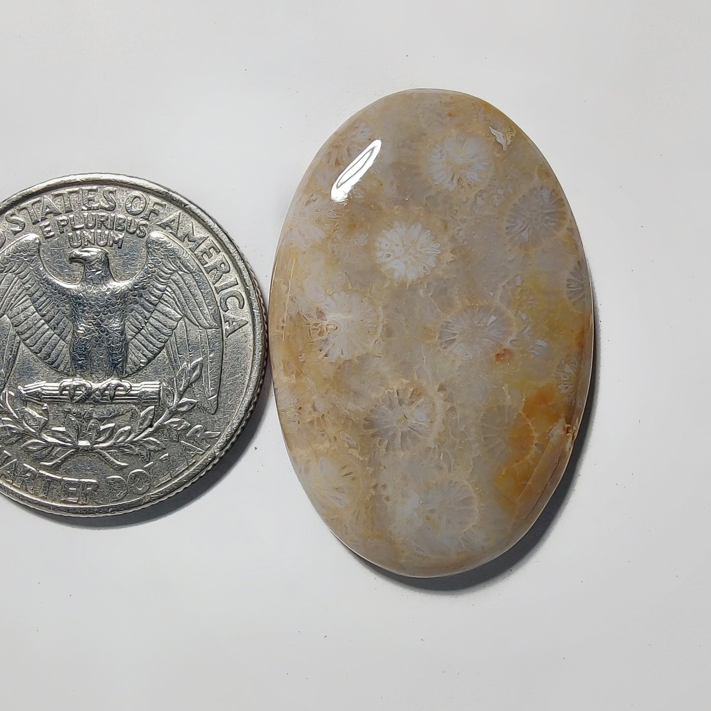 Fossil Coral gemstone cabochon - natural crystal healing stone for jewelry making by Gemivra